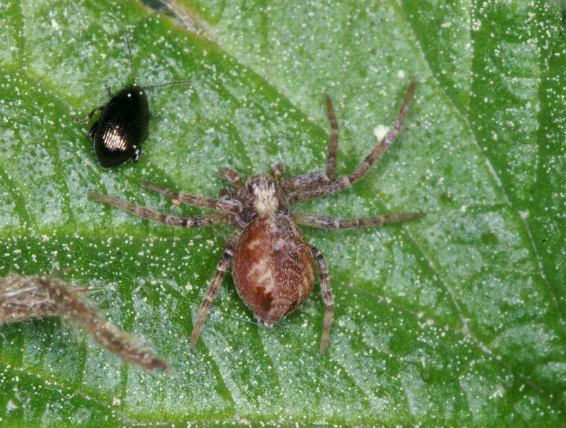 Philodromus_ZZ360_D4395_Z_87_Oostvlieland_Nederland.jpg