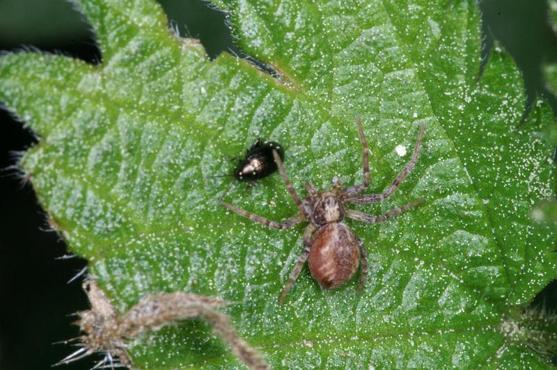 Philodromus_ZZ360_D4396_Z_87_Oostvlieland_Nederland.jpg