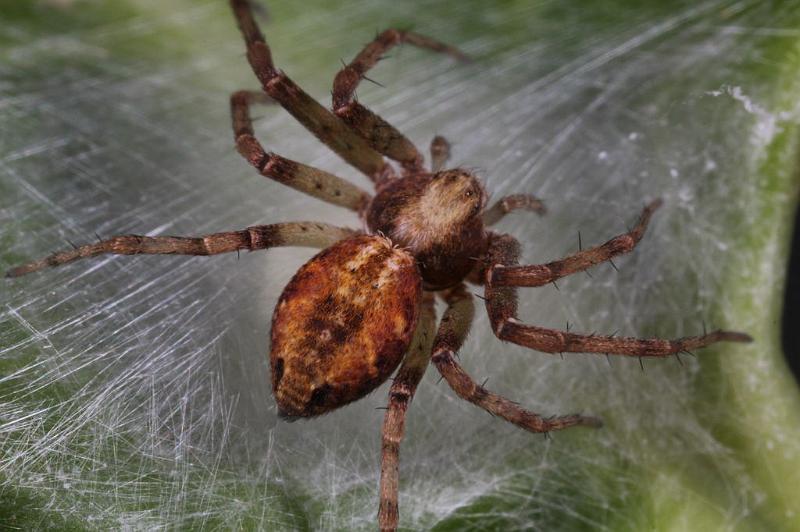 Philodromus_ZZXYX_D8235_Z_88_Ooij_Nederland.jpg