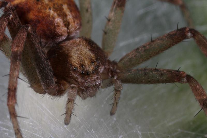 Philodromus_ZZXYX_D8237_Z_89_Ooij_Nederland.jpg
