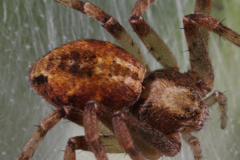 Philodromus_ZZXYX_D8238_Z_89_Ooij_Nederland.jpg