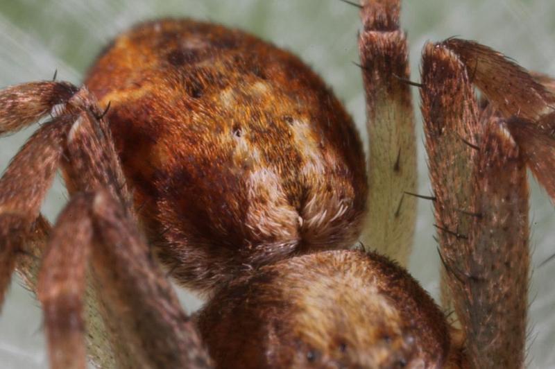 Philodromus_ZZXYX_D8240_Z_88_Ooij_Nederland.jpg