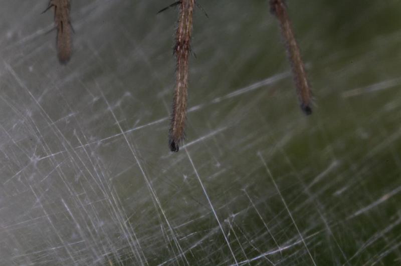Philodromus_ZZXYX_D8241_Z_88_Ooij_Nederland.jpg
