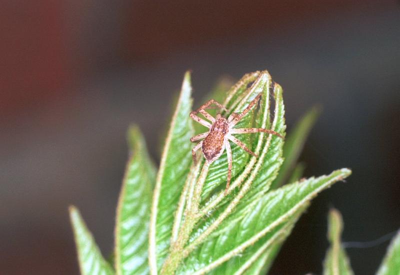 Philodromus_albidus_F2081_Z_75_Badhoevedorp_Nederland.jpg