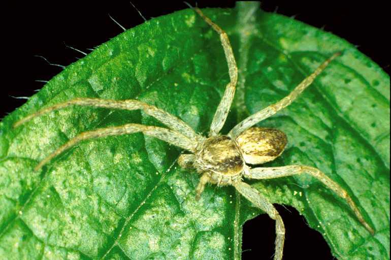 Philodromus_albidus_P0328_Z_80_Badhoevedorp_Nederland.jpg