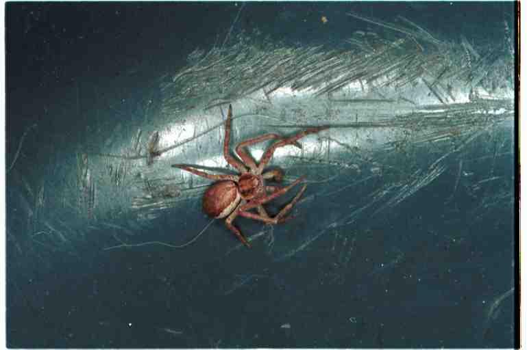 Philodromus_albidus_RF0028_O_75_Badhoevedorp_Nederland.jpg