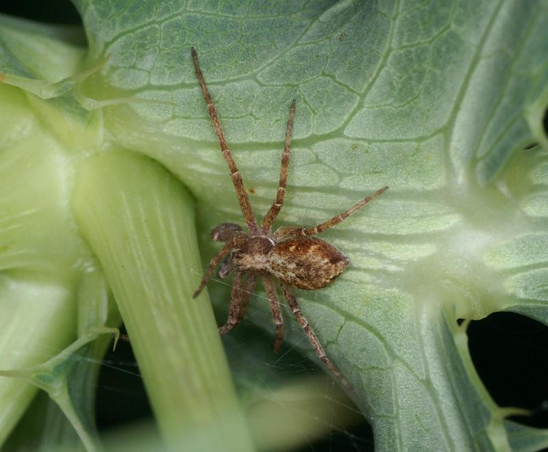 Philodromus_aureolus_D4438_Z_87_Badhoevedorp_Nederland.jpg