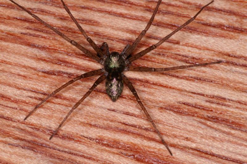 Philodromus_aureolus_D4798_Z_90_Badhoevedorp_Nederland.jpg