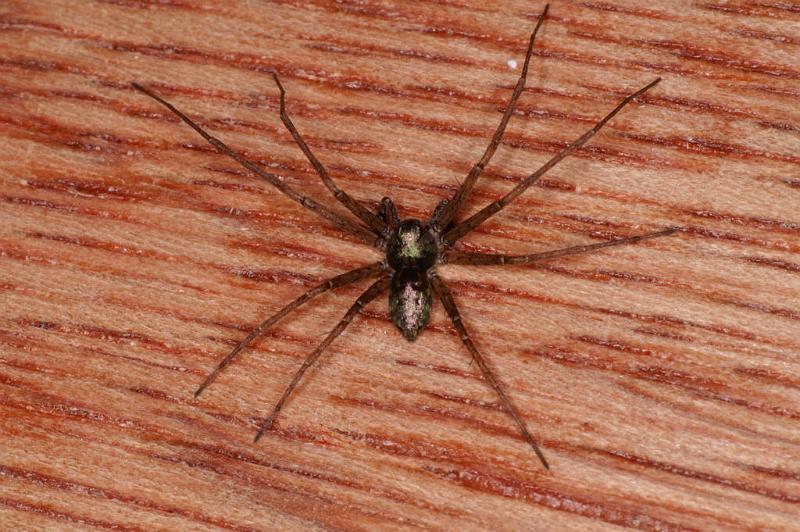 Philodromus_aureolus_D4800_Z_90_Badhoevedorp_Nederland.jpg
