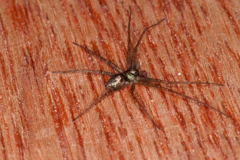 Philodromus_aureolus_D4801_Z_89_Badhoevedorp_Nederland.jpg