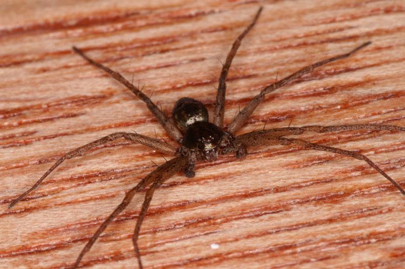 Philodromus_aureolus_D4802_Z_85_Badhoevedorp_Nederland.jpg