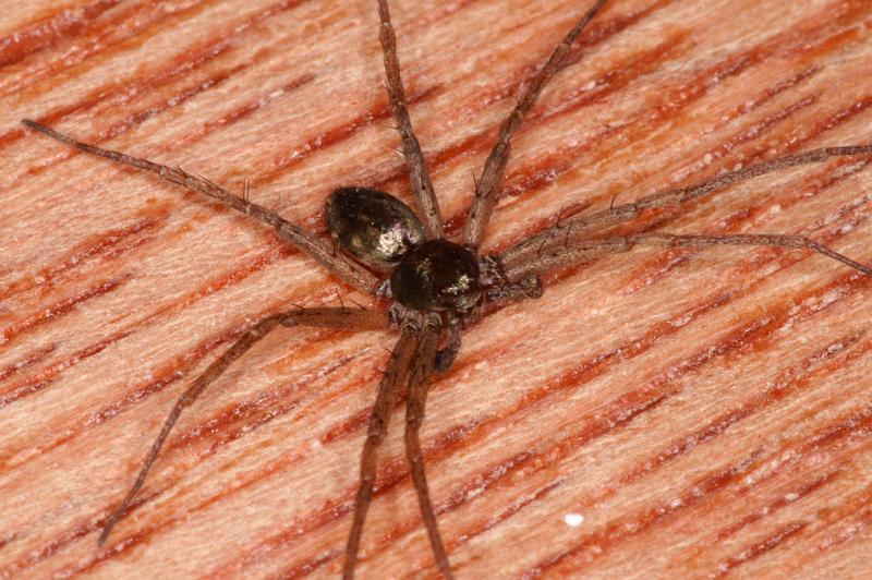 Philodromus_aureolus_D4803_Z_89_Badhoevedorp_Nederland.jpg