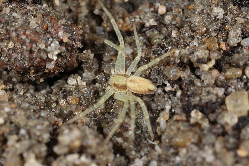 Philodromus_aureolus_D7384_Z_87_Badhoevedorp_Nederland.jpg