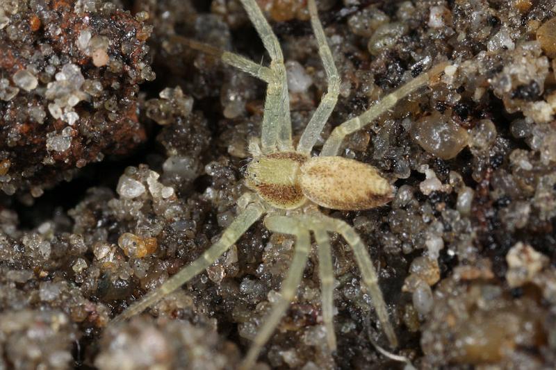Philodromus_aureolus_D7385_Z_88_Badhoevedorp_Nederland.jpg