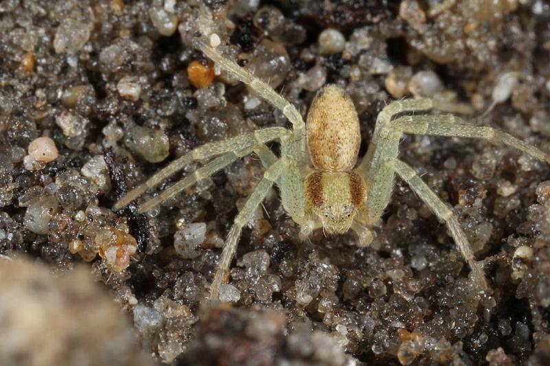 Philodromus_aureolus_D7386_Z_88_Badhoevedorp_Nederland.jpg