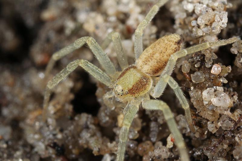 Philodromus_aureolus_D7387_Z_90_Badhoevedorp_Nederland.jpg
