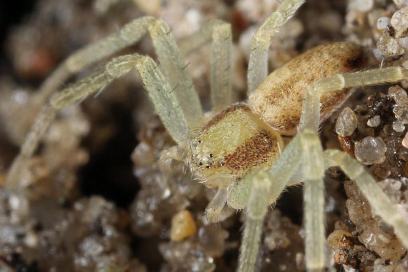 Philodromus_aureolus_D7388_Z_90_Badhoevedorp_Nederland.jpg