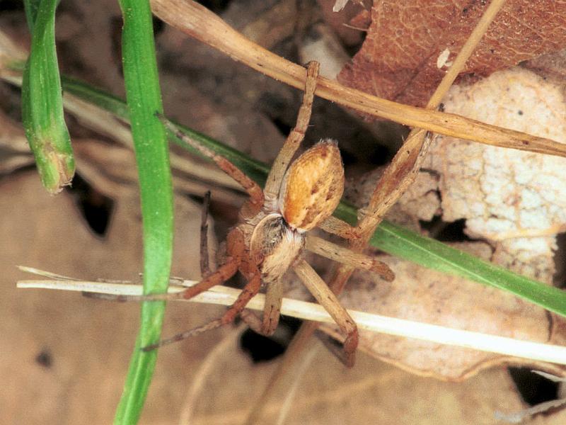 Philodromus_aureolus_F1399_Z_88_Montolieu_Frankrijk.jpg