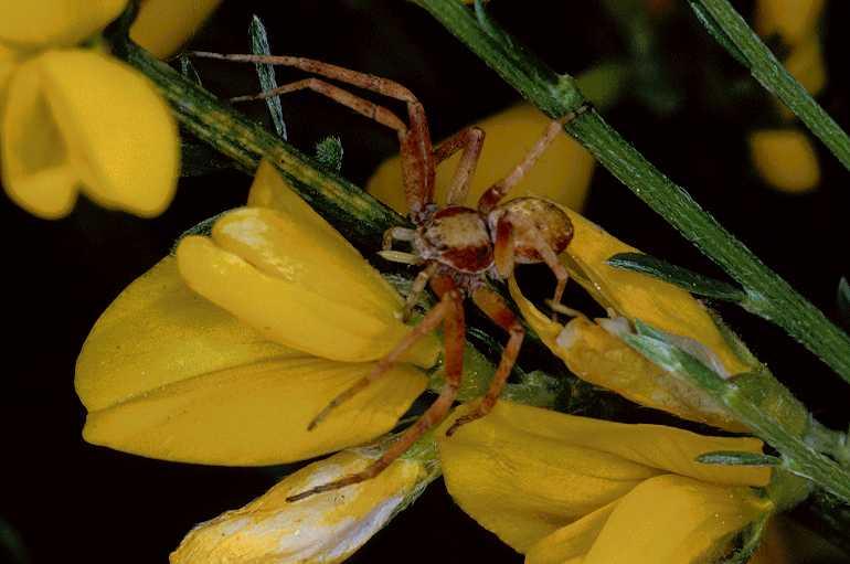 Philodromus_aureolus_P0591_Z_75_-_Frankrijk.jpg