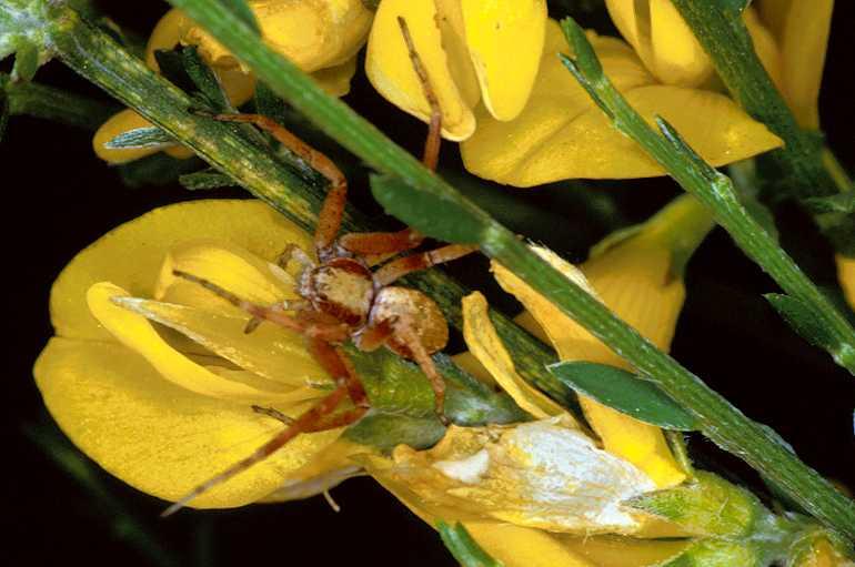 Philodromus_aureolus_P0592_O_90_-_Frankrijk.jpg