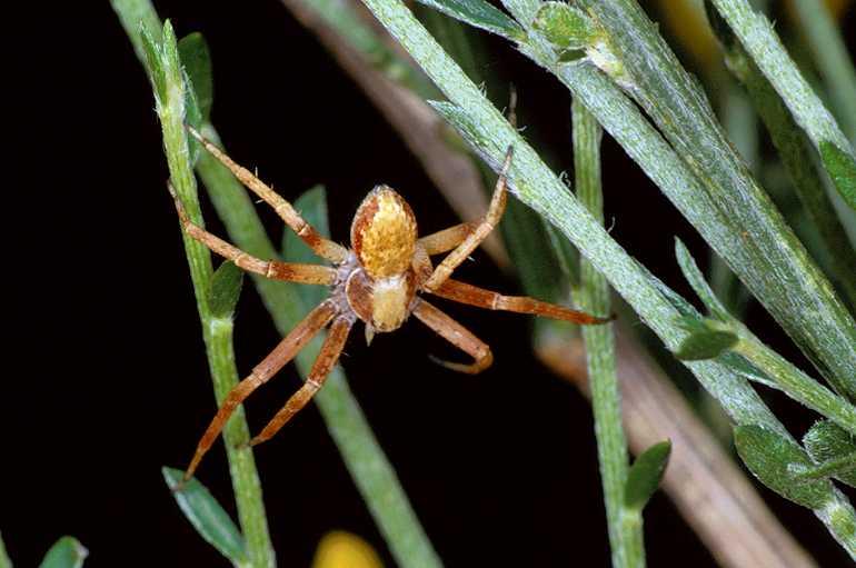 Philodromus_aureolus_P0593_O_90_-_Frankrijk.jpg