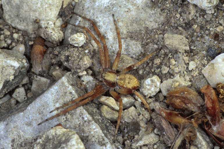 Philodromus_aureolus_P0594_O_90_-_Frankrijk.jpg