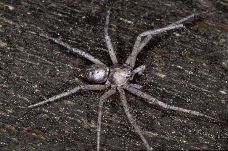 Philodromus_aureolus_P0832_Z_90_Guilermie_Frankrijk.jpg