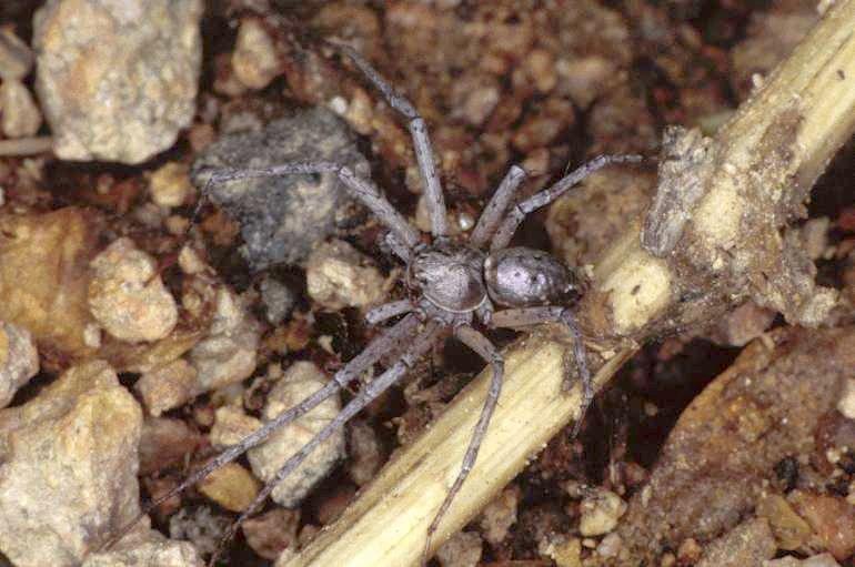 Philodromus_aureolus_P0833_Z_90_Guilermie_Frankrijk.jpg