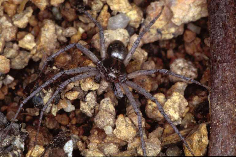 Philodromus_aureolus_P0834_Z_90_Guilermie_Frankrijk.jpg