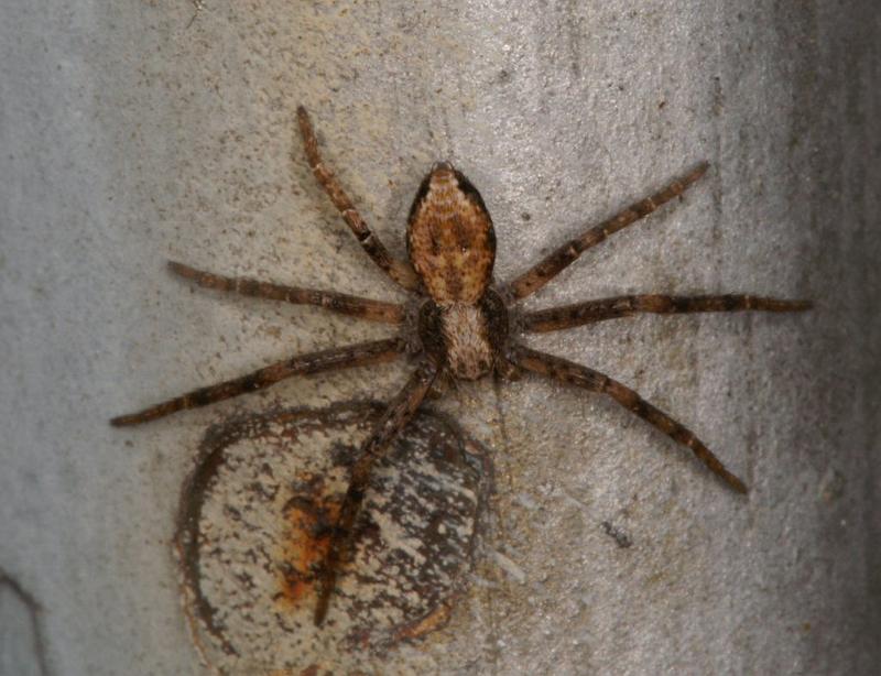 Philodromus_cespitum_D2840_Z_85_Badhoevedorp_Nederland.jpg