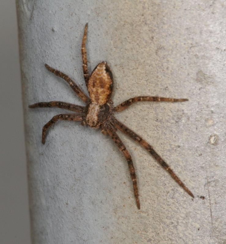 Philodromus_cespitum_D2841_Z_88_Badhoevedorp_Nederland.jpg