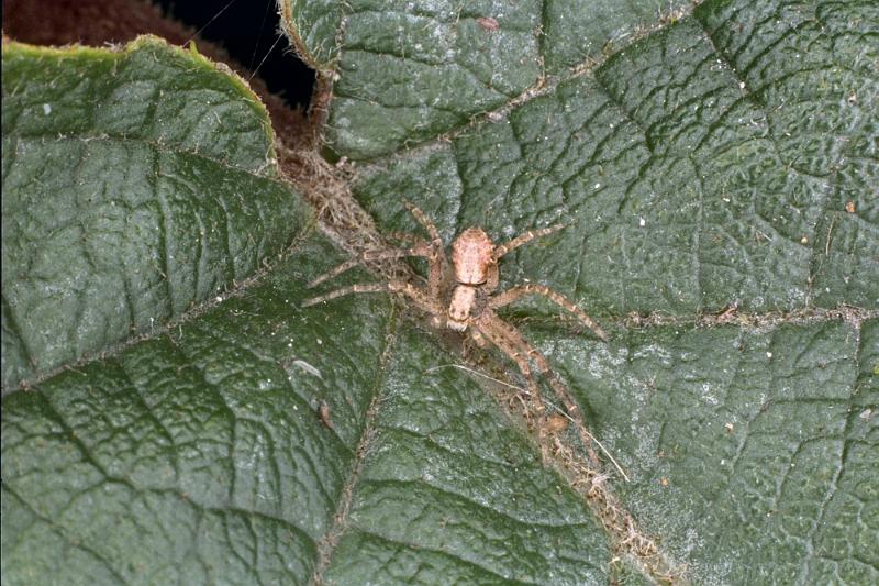 Philodromus_cespitum_F0062_Z_75_-_Frankrijk.jpg