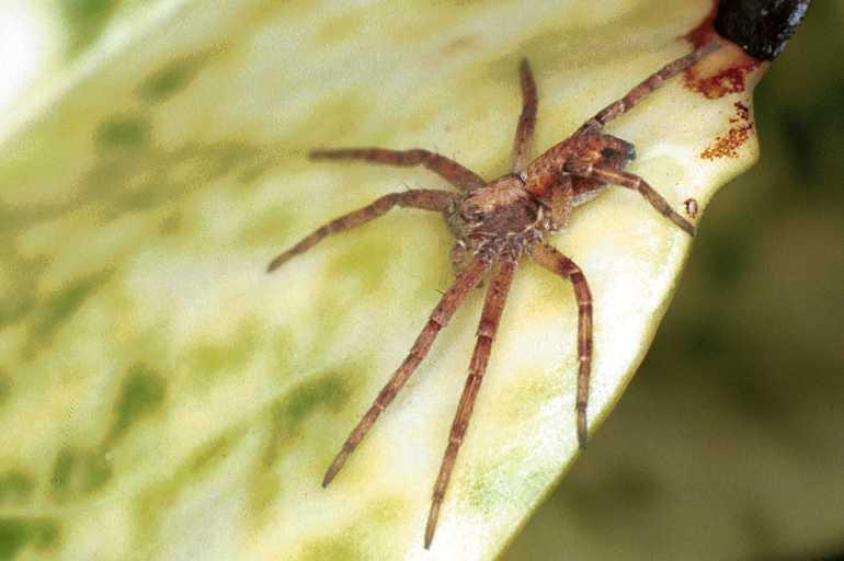 Philodromus_cespitum_F0242_Z_80_Ooij_Nederland.jpg