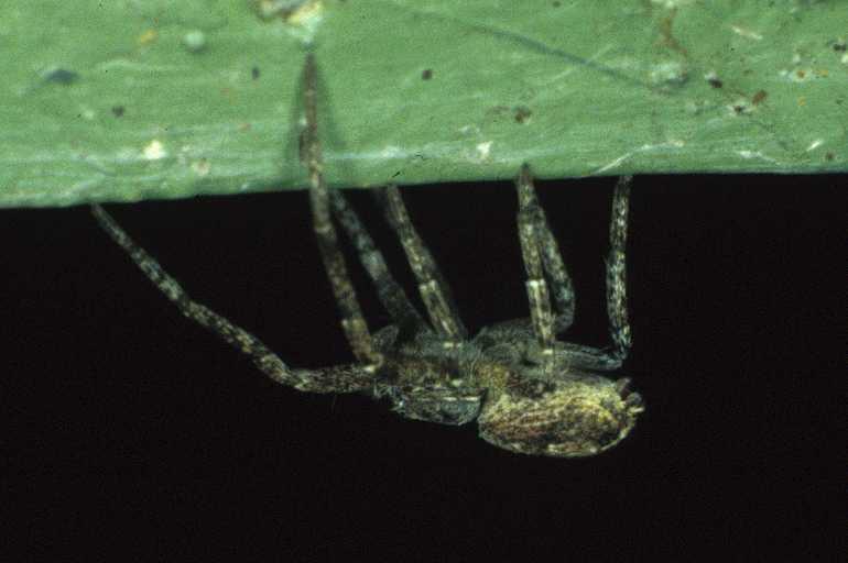Philodromus_cespitum_P0361_Z_75_Waterleidingduinen_Nederland.jpg