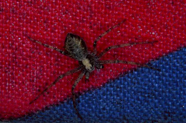 Philodromus_cespitum_P0573_Z_90_-_Frankrijk.jpg