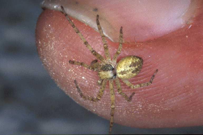 Philodromus_cespitum_P0835_Z_90_-_Frankrijk.jpg