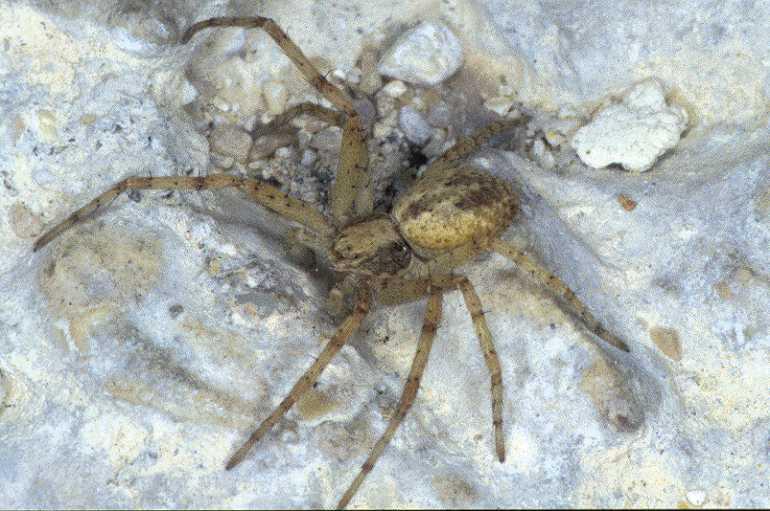 Philodromus_cespitum_P0836_O_85_-_Frankrijk.jpg