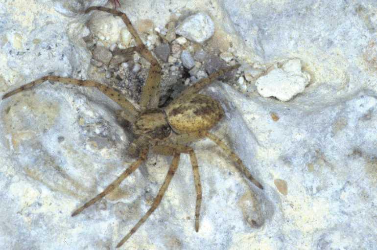 Philodromus_cespitum_P0837_Z_84_-_Frankrijk.jpg