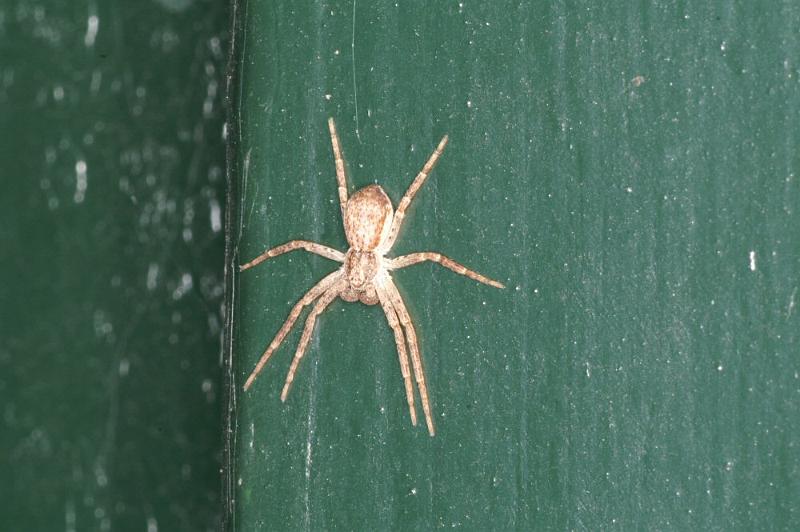 Philodromus_dispar_D4252_Z_85_Ooij_Nederland.jpg