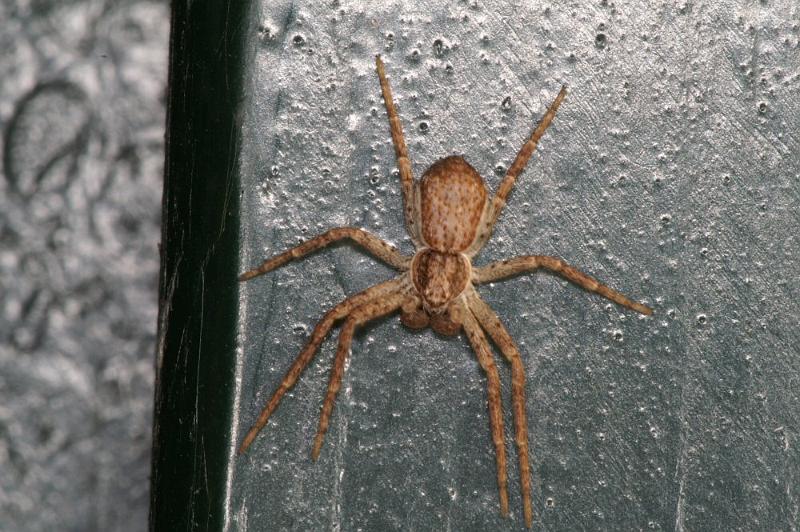 Philodromus_dispar_D4253_Z_88_Ooij_Nederland.jpg