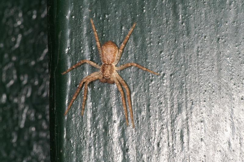 Philodromus_dispar_D4254_Z_86_Ooij_Nederland.jpg