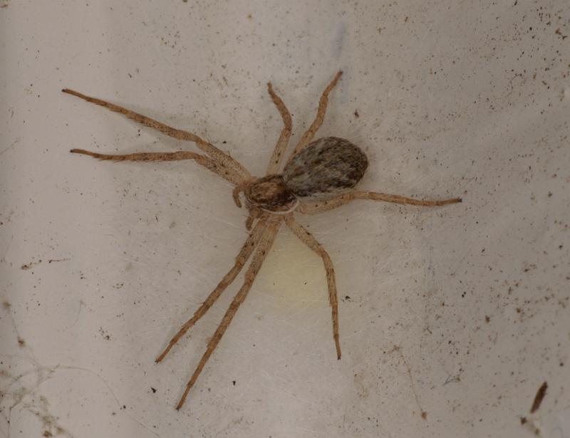 Philodromus_dispar_D4492_O_87_Badhoevedorp_Nederland.jpg