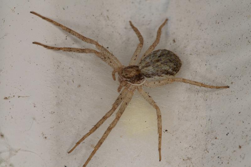 Philodromus_dispar_D4495_D_89_Badhoevedorp_Nederland.jpg