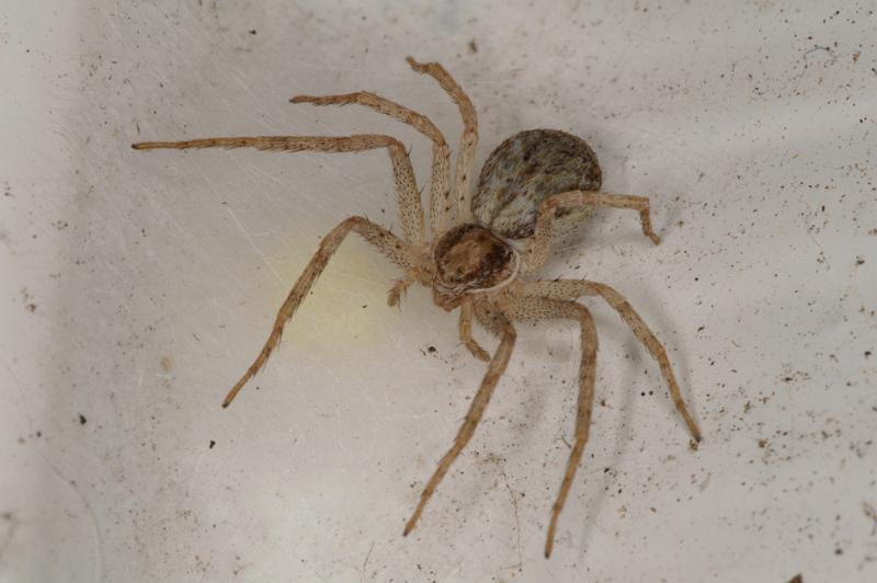 Philodromus_dispar_D4496_O_88_Badhoevedorp_Nederland.jpg