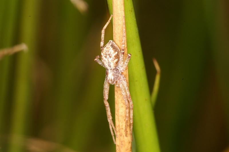 Philodromus_dispar_D4612_O_82_Waterleidingduinen_Nederland.jpg