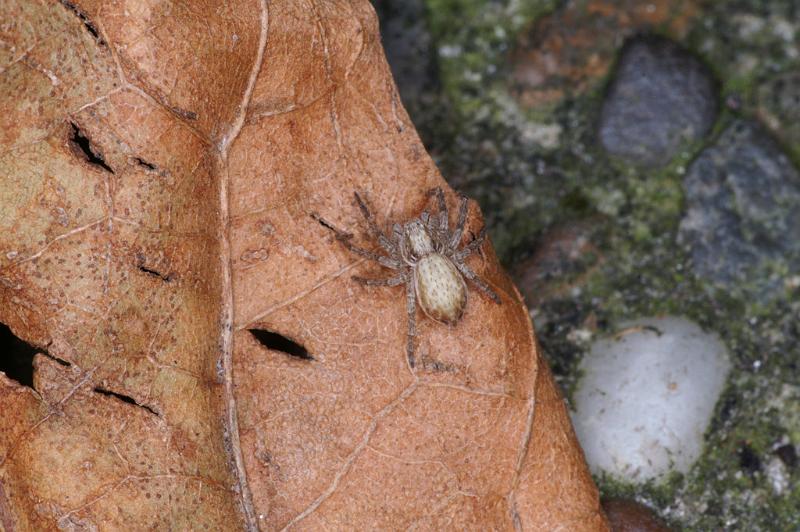 Philodromus_dispar_D4621_Z_88_Badhoevedorp_Nederland.jpg