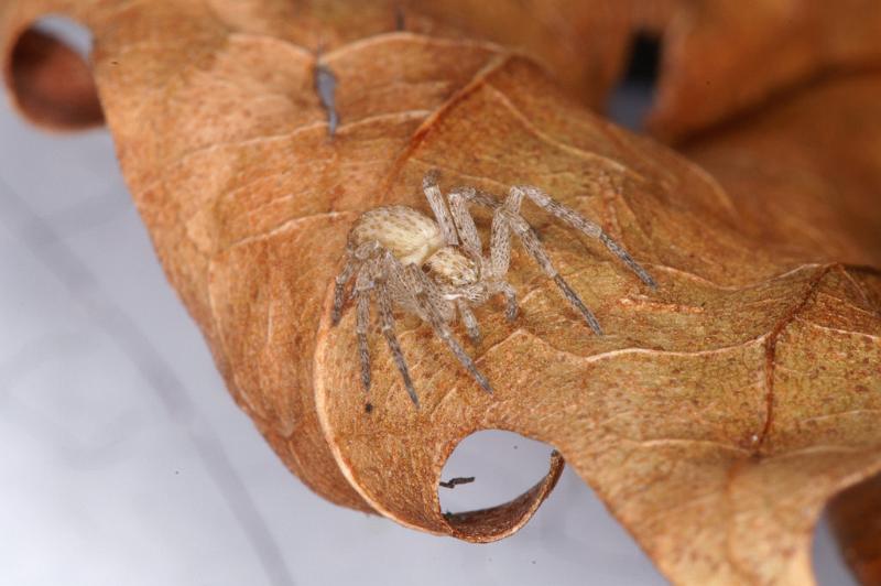 Philodromus_dispar_D4622_Z_89_Badhoevedorp_Nederland.jpg