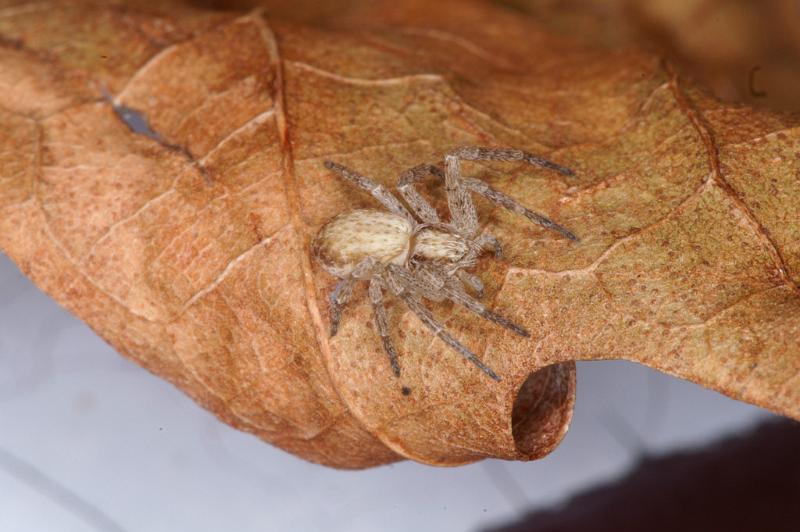 Philodromus_dispar_D4623_Z_90_Badhoevedorp_Nederland.jpg