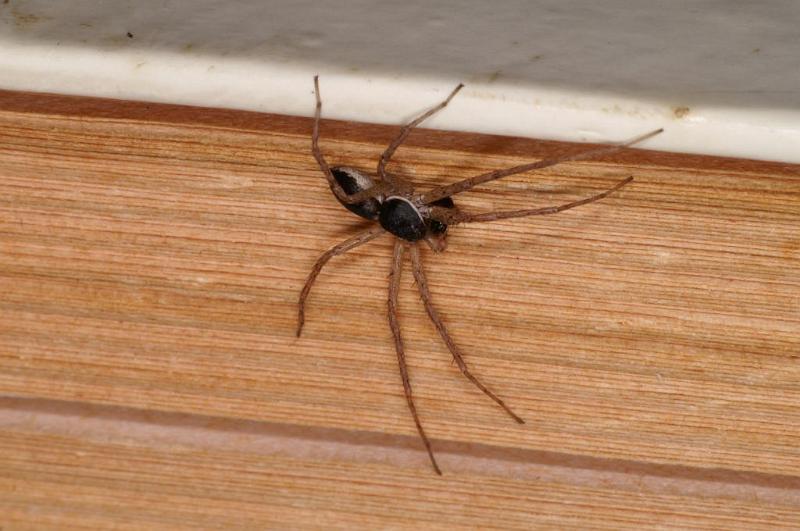 Philodromus_dispar_D5762_Z_89_Badhoevedorp_Nederland.jpg