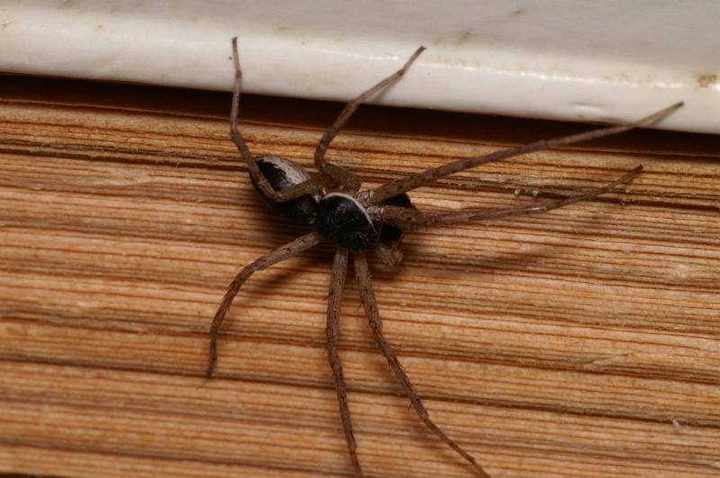 Philodromus_dispar_D5763_Z_88_Badhoevedorp_Nederland.jpg